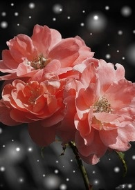 �������뻹��ʫ